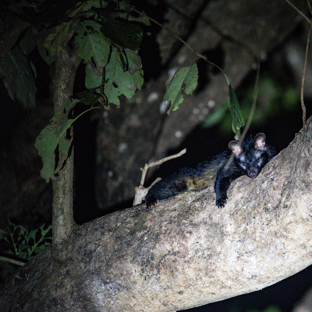 Nature'S Nest Eco Resort Goa, Near Dudhsagar Waterfalls Molem Bagian luar foto