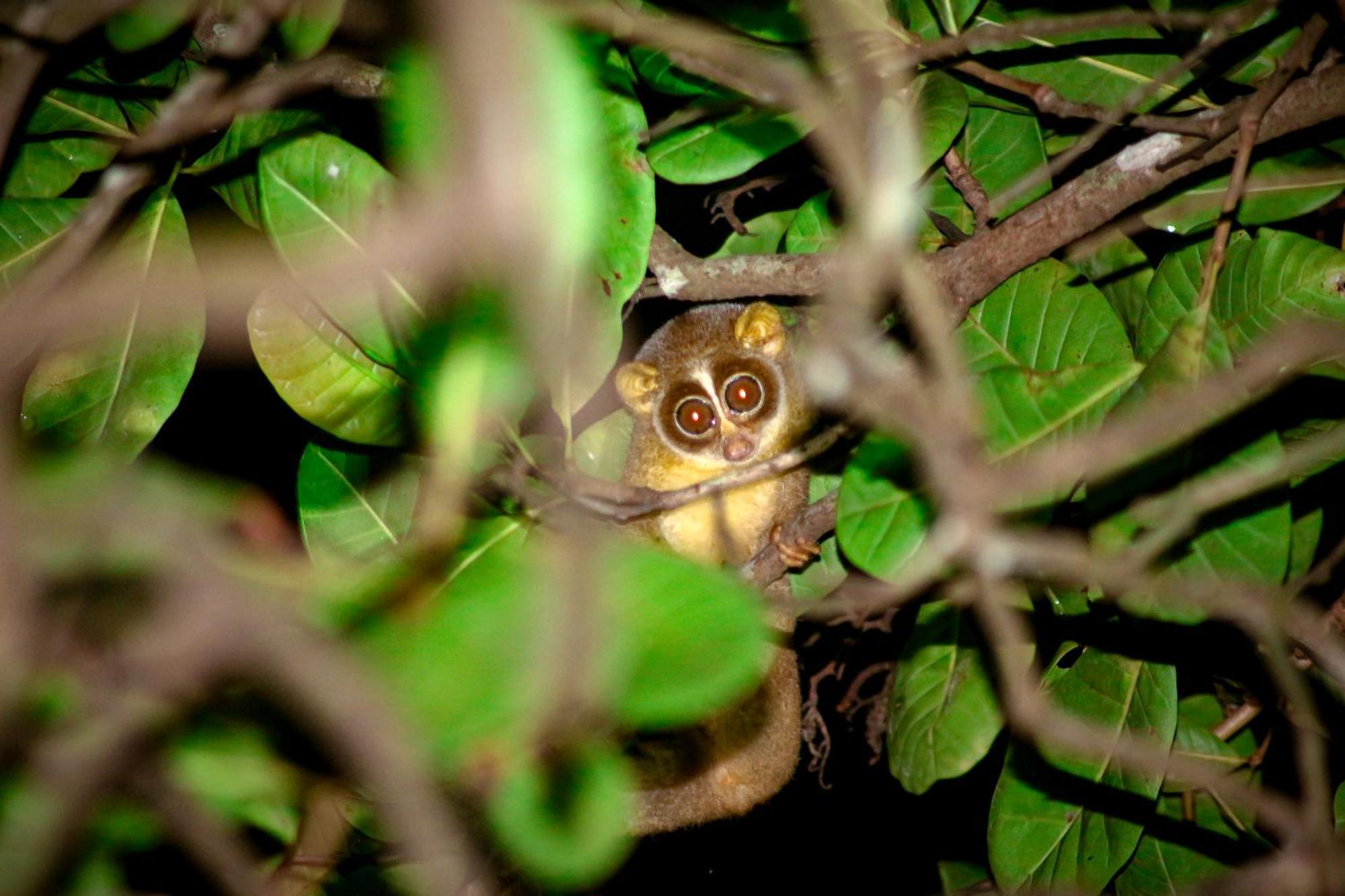 Nature'S Nest Eco Resort Goa, Near Dudhsagar Waterfalls Molem Bagian luar foto